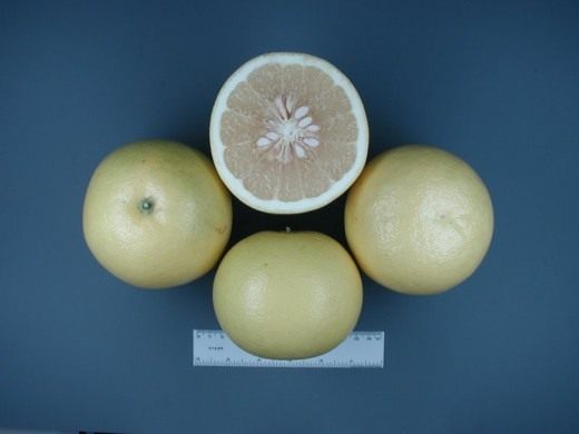 Грейпфрут Duncan (Duncan Grapefruit) Грейпфрут Duncan (Duncan Grapefruit)