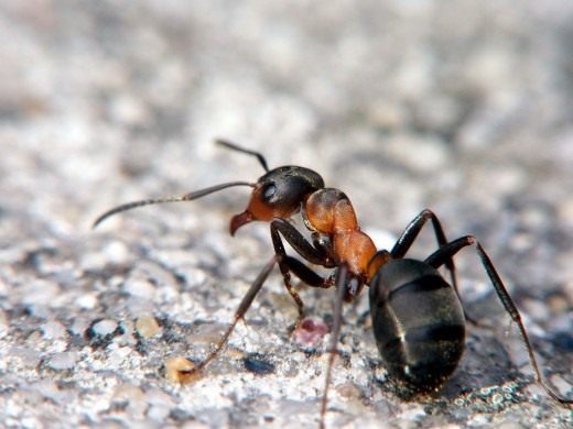 Рыжий лесной муравей (Formica rufa) Рыжий лесной муравей (Formica rufa)