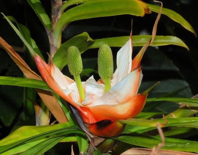 Фрейсинетия древовидная (Freycinetia arborea) Фрейсинетия древовидная (Freycinetia arborea)