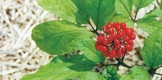 Женьшень (Panax)