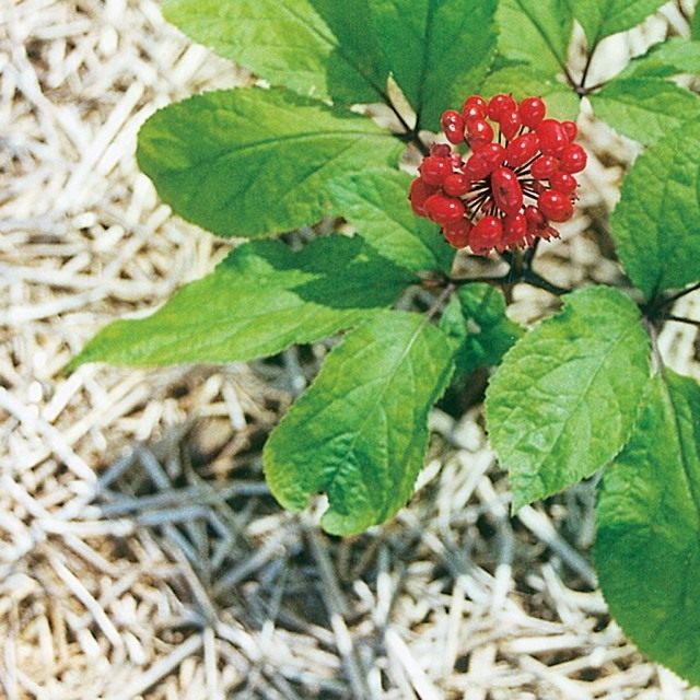 Женьшень настоящий (Panax ginseng) Женьшень настоящий (Panax ginseng)
