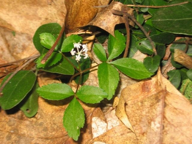 Женьшень настоящий (Panax ginseng) Женьшень настоящий (Panax ginseng)