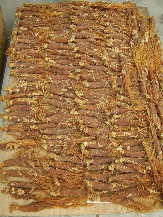 Женьшень настоящий (Panax ginseng) Женьшень настоящий (Panax ginseng)