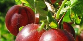 Крыжовник (Gooseberry)