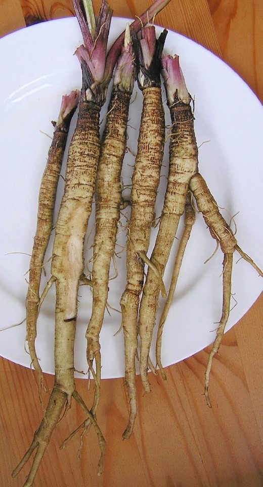 Корни лопуха Корни лопуха