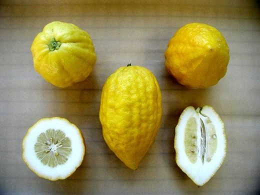 Этрог (Greek citron) Этрог (Greek citron)