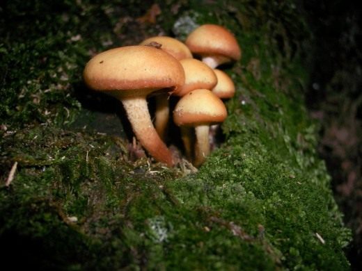 Ложноопёнок кирпично-красный (Hypholoma sublateritium)