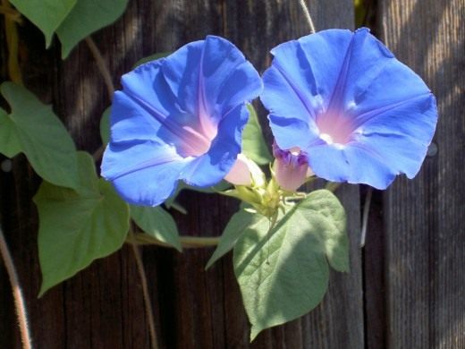 Ипомея (Ipomoea indica) Ипомея (Ipomoea indica)