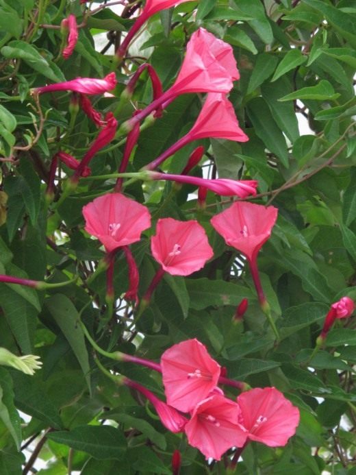 Ипомея (Ipomoea microdactyla) Ипомея (Ipomoea microdactyla)