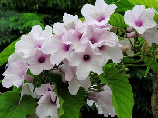 Ипомея (Ipomoea carnea) Ipomoea carnea