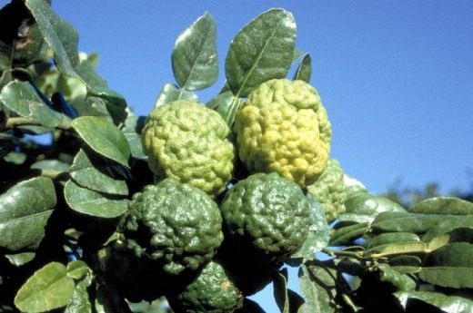 Кафир лайм (Kaffir lime) Кафир лайм (Kaffir lime)