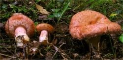 Волнушки розовые (Lactarius torminosus)