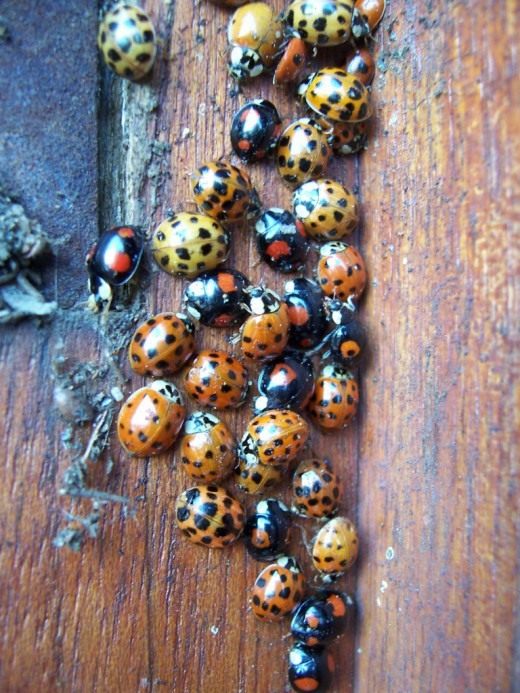 Божьи коровки Божьи коровки