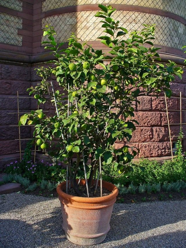 Лимон (Cítrus límon) Лимон (Cítrus límon)