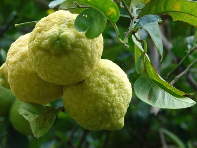 Лимон (Cítrus límon) Лимон (Cítrus límon)