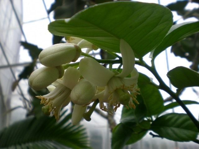 Лимон (Cítrus límon) Лимон (Cítrus límon)