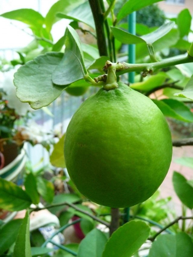 Лимон (Cítrus límon) Лимон (Cítrus límon)