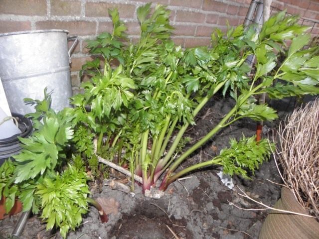 Любисток лекарственный (Levisticum officinale) Любисток лекарственный (Levisticum officinale)