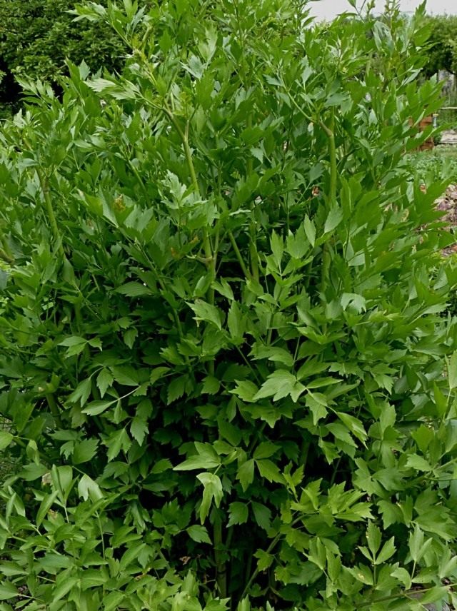 Любисток лекарственный (Levisticum officinale) Любисток лекарственный (Levisticum officinale)