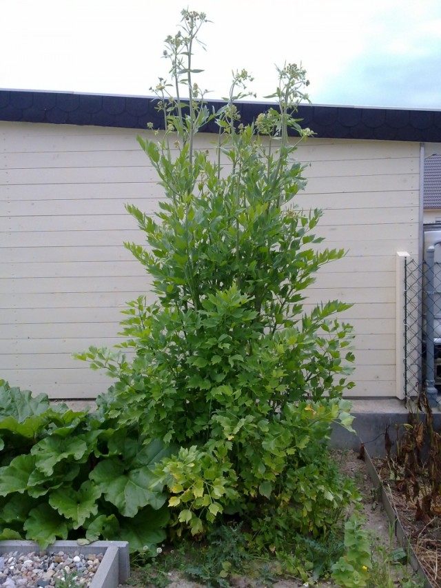 Любисток лекарственный (Levisticum officinale) Любисток лекарственный (Levisticum officinale)