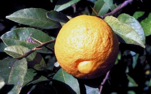 Индийский лайм (Lime douce india) Индийский лайм (Lime douce india)