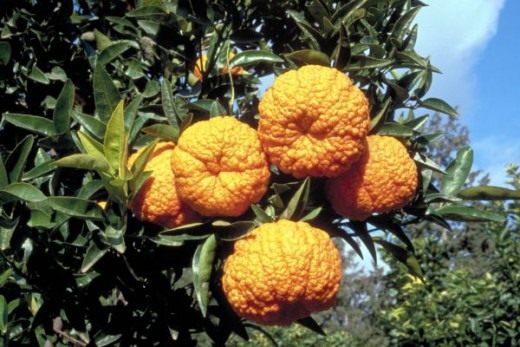 Мандарин королевский (Mandarin orange) Мандарин королевский (Mandarin orange)