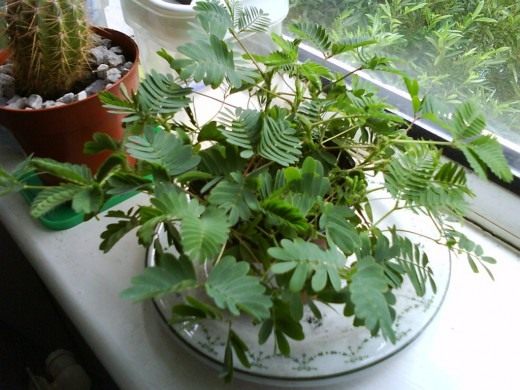 Мимоза стыдливая (Mimosa pudica) Мимоза стыдливая (Mimosa pudica)