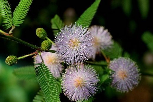 Мимоза стыдливая (Mimosa pudica) Мимоза стыдливая (Mimosa pudica)
