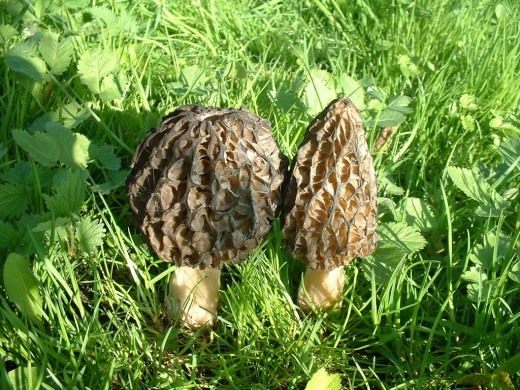 Сморчки (Morchella)