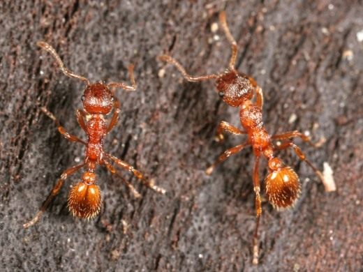 Рыжая мирмика рабочий (Myrmica rubra workers) Рыжая мирмика рабочий (Myrmica rubra workers)