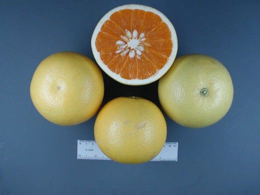 Новозеландский грейпфрут (New Zealand Grapefruit) Новозеландский грейпфрут (New Zealand Grapefruit)