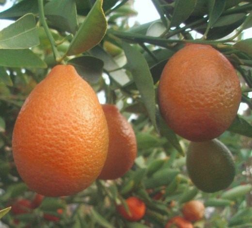 Мандаринкват (Orangequat) Мандаринкват (Orangequat)