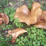 Свинушки (Paxillus)