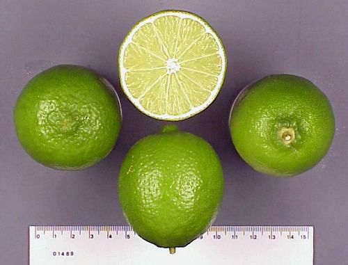 Персидский лайм (Persian lime) Персидский лайм (Persian lime)
