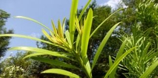 Ногоплодник, или подокарпус китайский (Podocarpus chinensis)