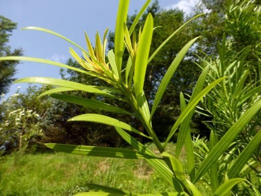 Ногоплодник, или подокарпус китайский (Podocarpus chinensis)