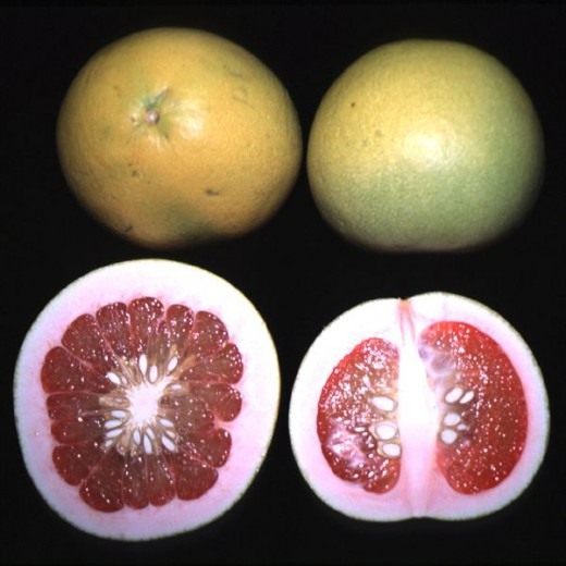 Помело (Pomelo) Помело (Pomelo)