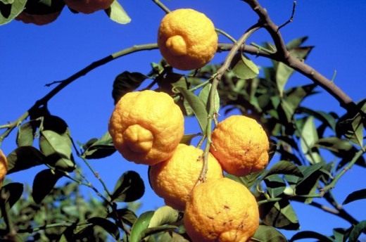 Грубый лимон (Rough lemon) Грубый лимон (Rough lemon)