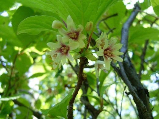 Цветки лимонника китайского Цветки лимонника китайского