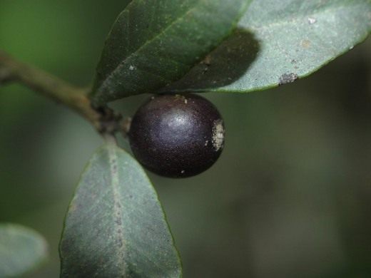 Севериния буксифолия (Severinia) Севериния буксифолия (Severinia)