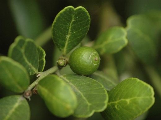 Севериния буксифолия (Severinia) Севериния буксифолия (Severinia)
