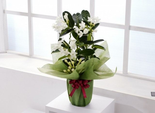 Стефанотис обильноцветущий (Stephanotis floribunda) Стефанотис обильноцветущий (Stephanotis floribunda)