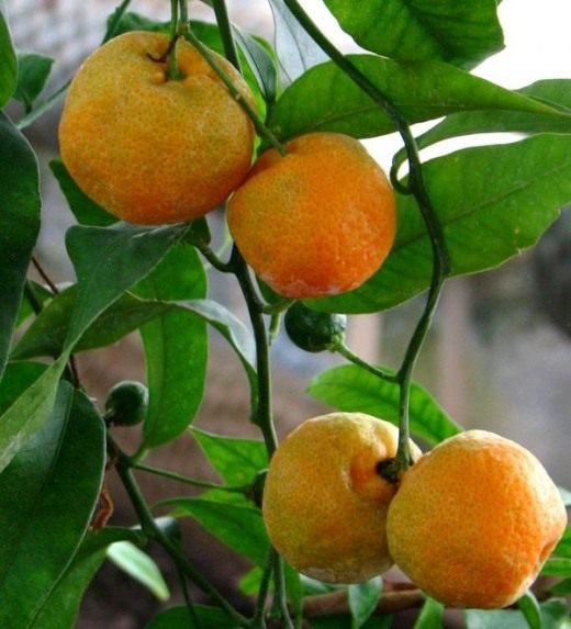 Сункат (Sunki) Сункат (Sunki)