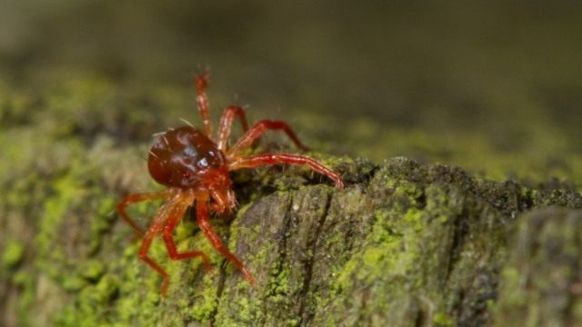 Паутинные клещи (Tetranychidae) Паутинные клещи (Tetranychidae)