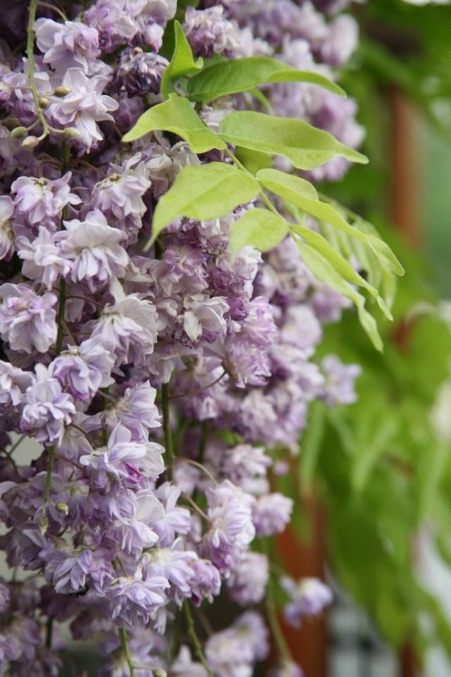 Глициния обильноцветущая, сорт 'Violacea Plena' Глициния обильноцветущая, сорт 'Violacea Plena'