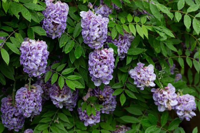 Глициния кустарниковая (Wisteria frutescens) Глициния кустарниковая (Wisteria frutescens)