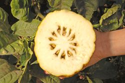 Йеменский цитрон (Yemenite citron) Йеменский цитрон (Yemenite citron)