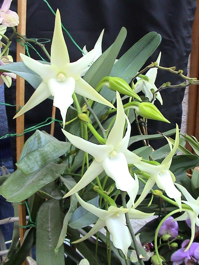 Ангрекум полуторафутовый (Angraecum sesquipedale) Ангрекум полуторафутовый (Angraecum sesquipedale)