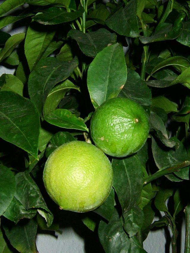 Бергамот, или апельсин-бергамот (Citrus bergamia)