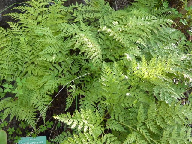 Даваллия канарская (Davallia canariensis) Даваллия канарская (Davallia canariensis)